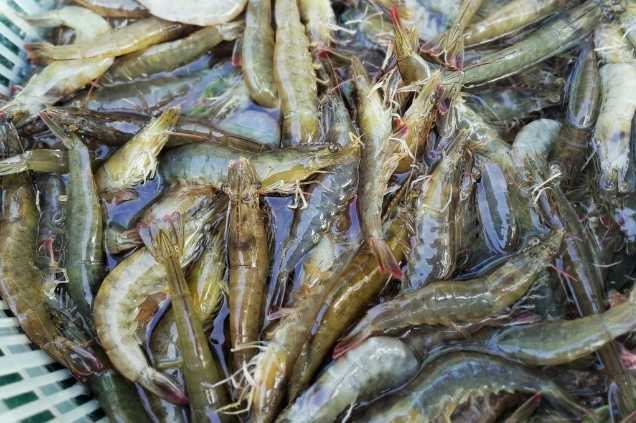 養(yǎng)蝦廢水怎么處理效果好？解決方案！-1